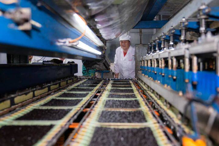 江苏启东：电力大数据助力做优“土特产”，小紫菜变身致富“金疙瘩”